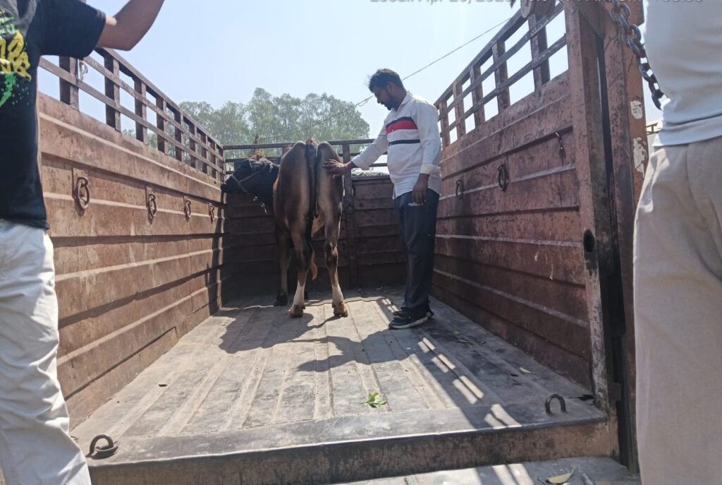 निगम के व्हाट्सएप नंबर 7082410524 पर भेजे बेसहारा गोवंश की फोटो, पकड़ेगी निगम की टीम – आयुष सिन्हा